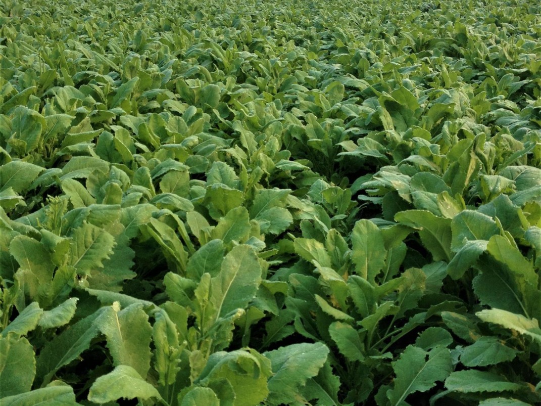 Canadian Farm News & Agriculture Real Estate Farms, Ranches, Land For