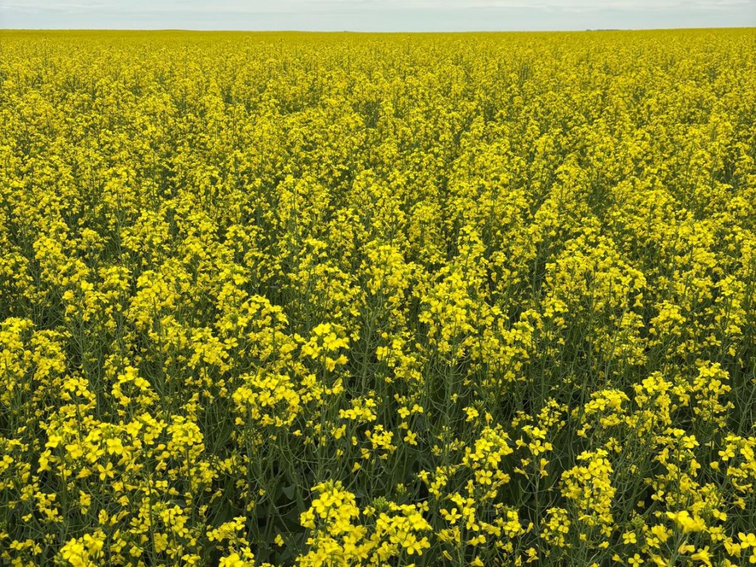 Canadian Farm News & Agriculture Real Estate - Farms, Ranches, Land For ...